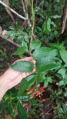 Palicourea longiflora