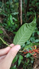 Palicourea longiflora