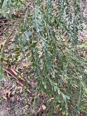 Phyllanthus gunnii