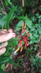 Palicourea longiflora