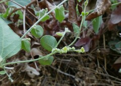 Cocculus hirsutus