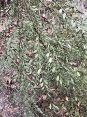 Phyllanthus gunnii