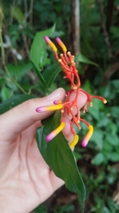 Palicourea longiflora