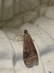 Euzophera semifuneralis