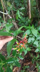 Palicourea longiflora