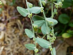 Cocculus hirsutus
