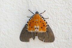 Peridrome orbicularis