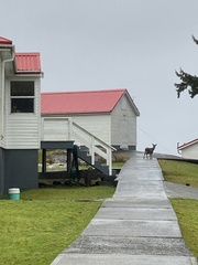 Odocoileus hemionus sitkensis