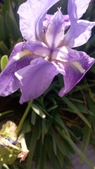 Iris pallida