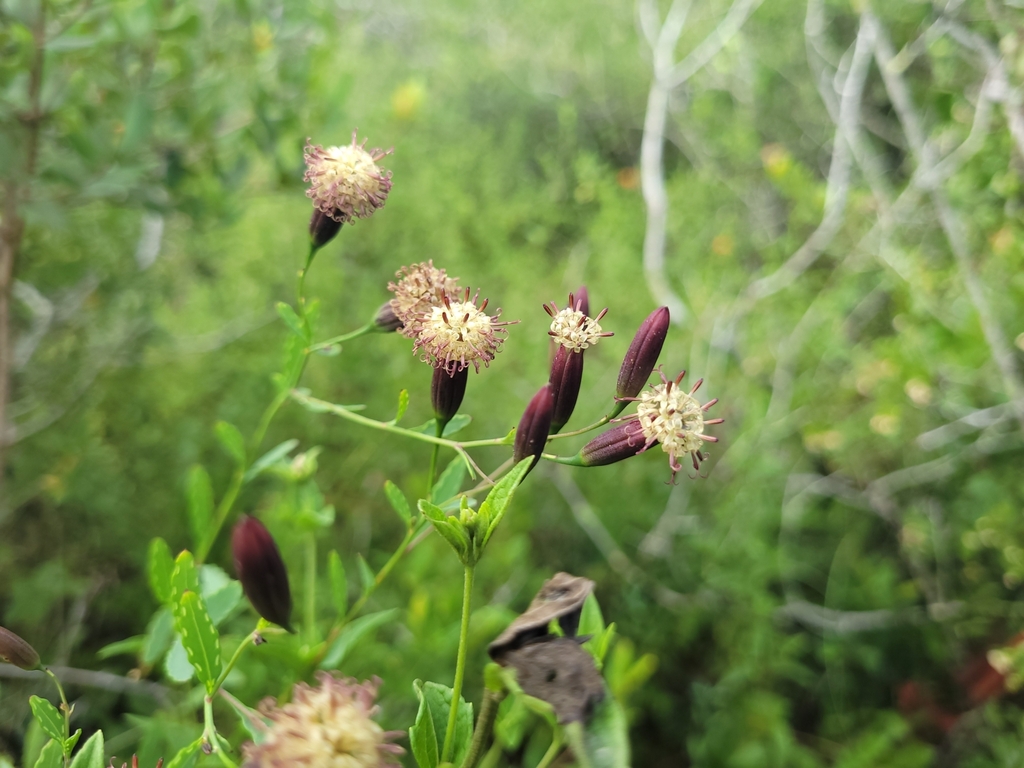 Porophyllum obscurum