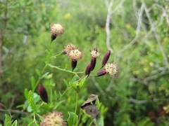 Porophyllum obscurum