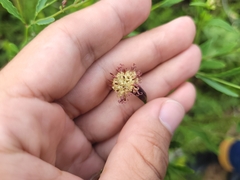Porophyllum obscurum