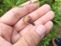 Porophyllum obscurum
