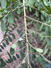 Phyllanthus gunnii