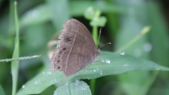 Mycalesis janardana