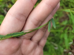 Porophyllum obscurum