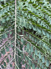 Phyllanthus gunnii