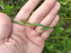 Porophyllum obscurum