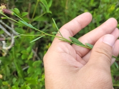Porophyllum obscurum