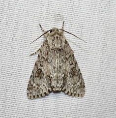Acronicta rubricoma