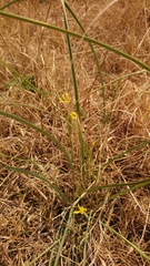 Moraea pallida