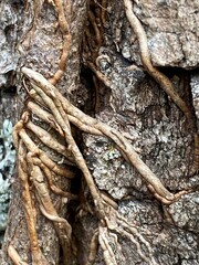 Toxicodendron radicans