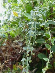 Cocculus hirsutus