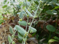 Cocculus hirsutus
