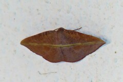 Hypochrosis iris