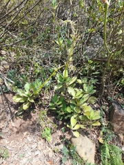 Peperomia santanderana