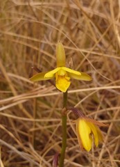 Eulophia hians inaequalis