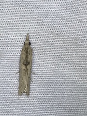 Macrorrhinia endonephele