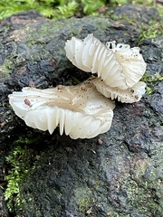 Oudemansiella australis