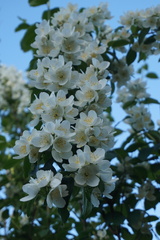 Philadelphus lewisii