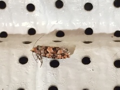 Eucopina tocullionana