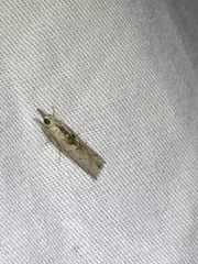 Macrorrhinia endonephele