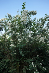 Philadelphus lewisii