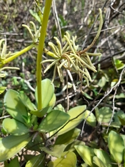 Peperomia santanderana