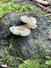 Oudemansiella australis