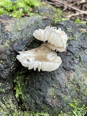 Oudemansiella australis