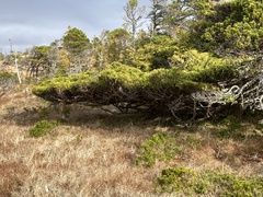 Cupressus nootkatensis
