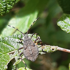 Gelonus tasmanicus