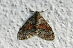 Trichopterigia sanguinipunctata