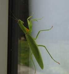 Orthodera ministralis