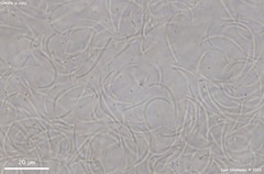 Tryblidiopsis magnesii