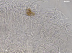 Tryblidiopsis magnesii