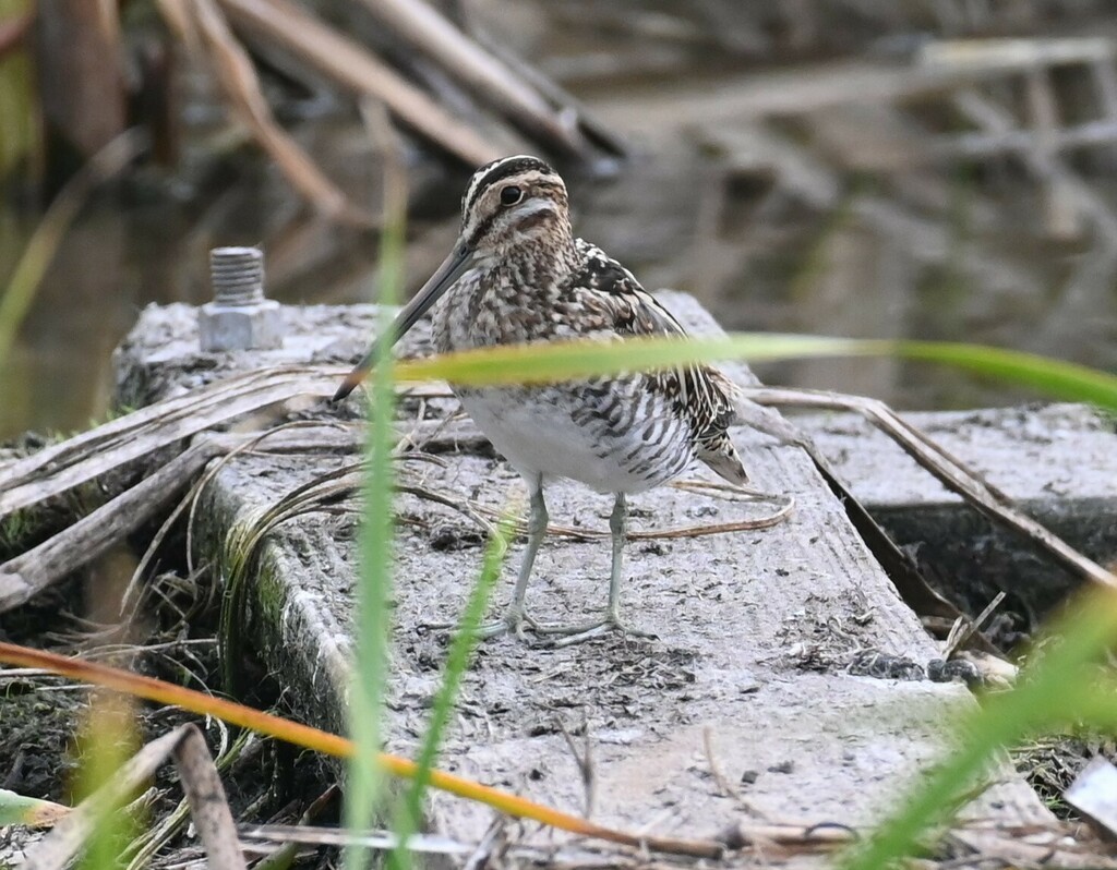 Wilsons Snipe From Port Aransas Tx Usa On February 15 2023 At 0124