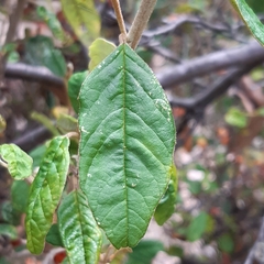 Pomaderris elliptica
