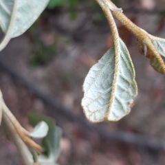 Pomaderris elliptica