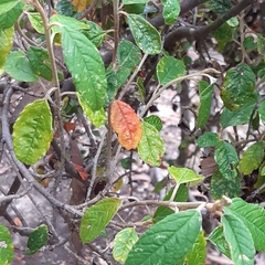 Pomaderris elliptica
